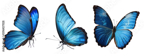 three blue morpho butterflies isolated on white background photo