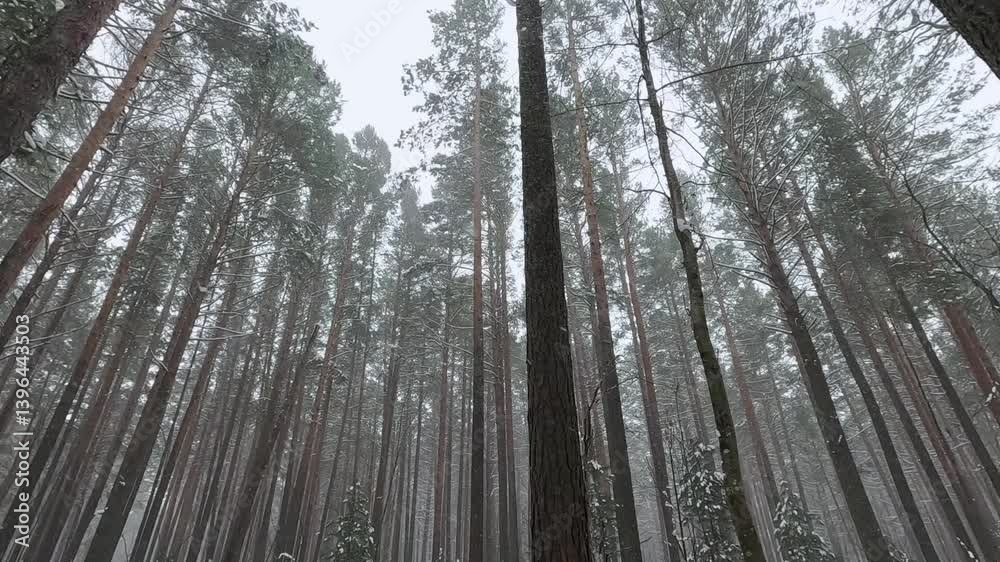 Snow falls and lies in the winter forest Snow falls and lies in the winter forest