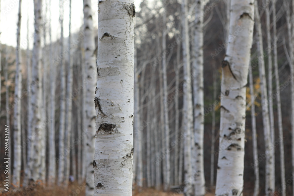 Fototapeta premium 가을의 영양 자작나무숲
