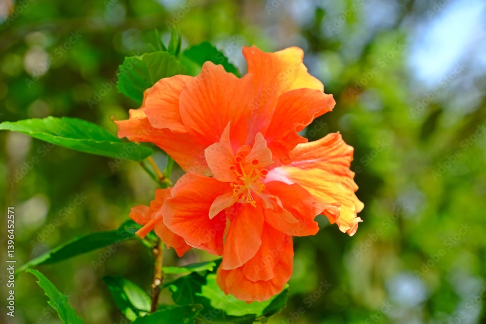 Orange Hibicus hybrid flower with blurred background.