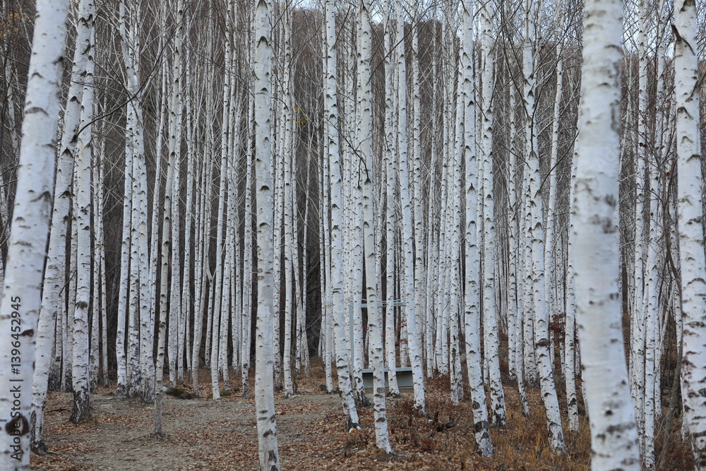 Fototapeta premium 가을의 영양 자작나무숲