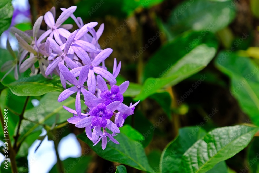 Beautiful blossom Petrea volubilis (Purple Wreath flower) flower with blurred background.