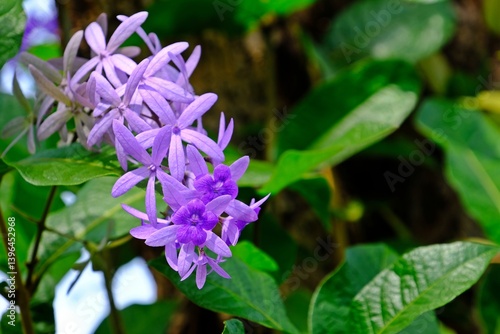 Obraz na płótnie Beautiful blossom Petrea volubilis (Purple Wreath flower) flower with blurred background. w salonie