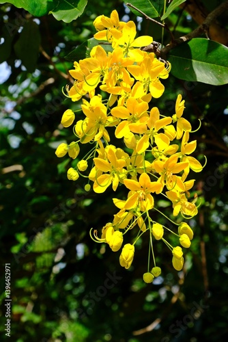 Beautiful blooming Golden shower (Indian laburnum, Pudding-pine tree, Cassia fistula L.) in the garden. Thai national flower.