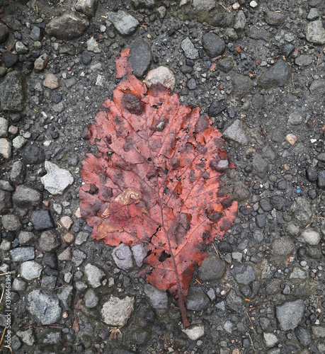Fully ripened kedondong fruit lying on the ground, having dropped naturally from the tree