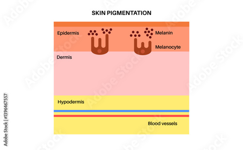 Melanin and melanocytes