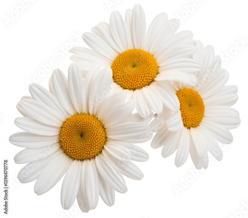 daisy flowers isolated on white background