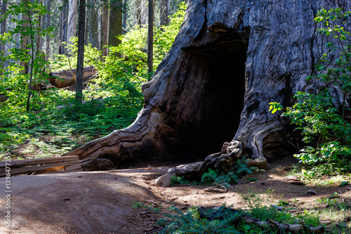 Giant sequoia tree (Sequoiadendron giganteum) with tunnel through the tree at Tuolumne Grove in Yosemite National Park in California, USA.