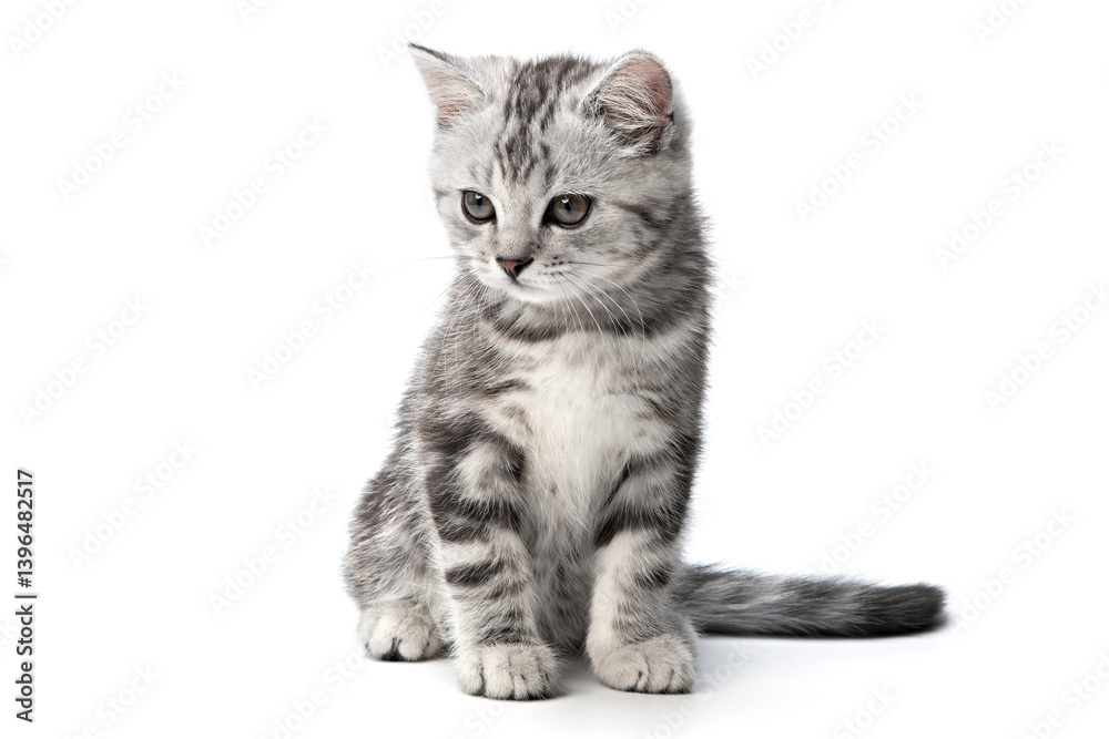 Charming tabby kitten sitting isolated on white background, cuteness and curiosity. Striped British shorthair gray small cat sitting posing front view, looks to left down of camera. Studio shot Charming tabby kitten sitting isolated on white background, cuteness and curiosity. Striped British shorthair gray small cat sitting posing front view, looks to left down of camera. Studio shot