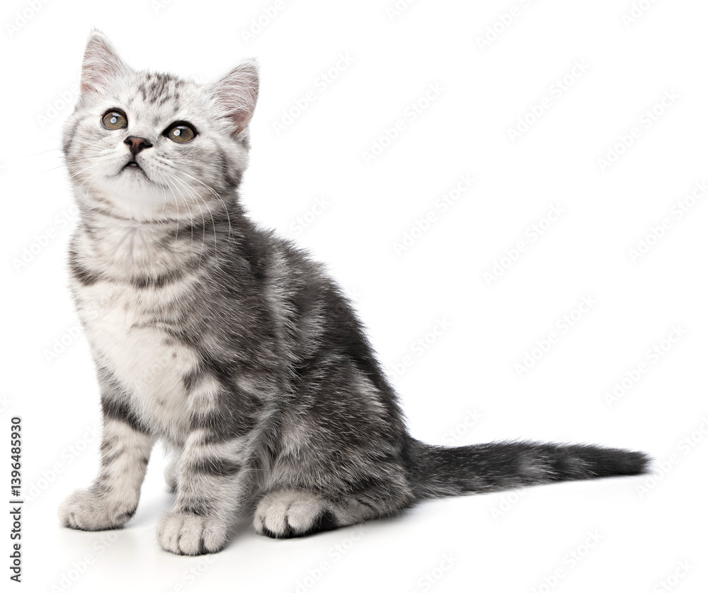 Obraz premium Tabby small baby cat sitting isolated on white background. Beautiful striped gray British shorthair kitten sitting posing front view, looks up above camera. Cute portrait animal Pet Studio shot