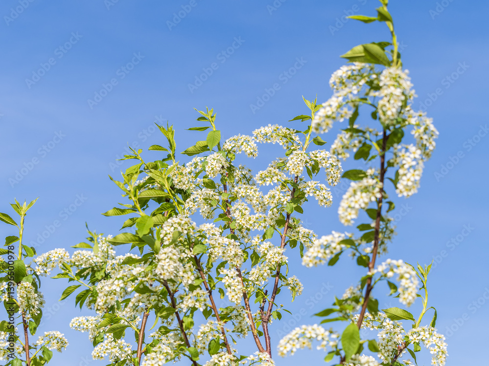 Apple tree branches with white flowers on a background of blue clear sky.