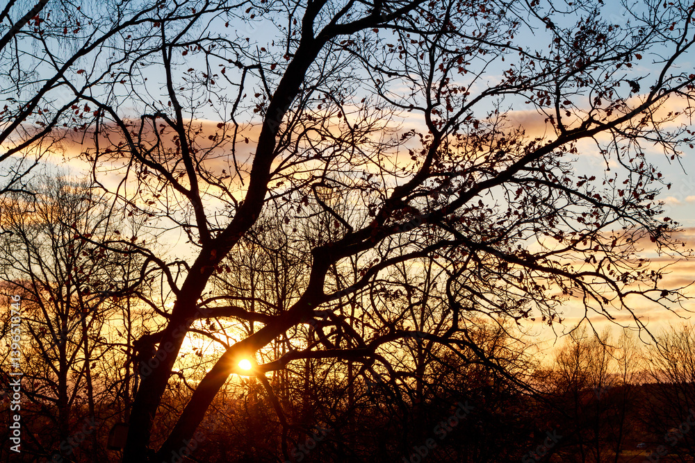 Colorful sunset behind trees in October Colorful sunset behind trees in October