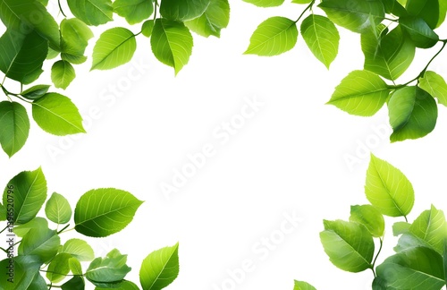 Wallpaper Mural White background with green leaves on the edges, white space in the center for text, high resolution,  Torontodigital.ca