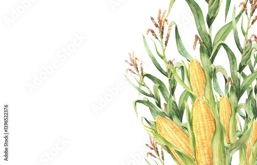 Corn plant. Golden maize stalk with corncob, flowers and green leaves, husks rectangular banner with text space. Botanical watercolor realistic painted isolated illustration for farmer food, oil label