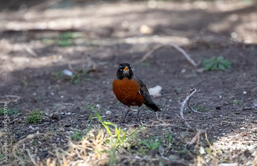Red breasted Robin feeding on the ground Red breasted Robin feeding on the ground