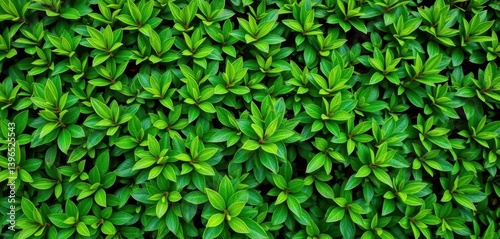 Wallpaper Mural Dense green hedge leaves, vibrant natural background, fresh, scene Torontodigital.ca