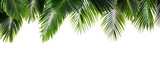 Lush green palm leaves frame isolated on transparent background