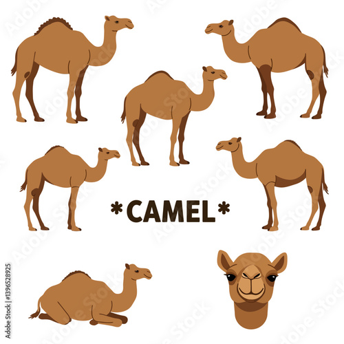 Camel vector set Brown camels isolated.