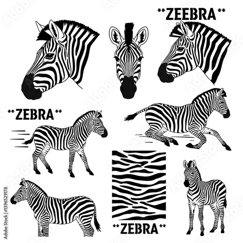 Zebra Collection Set of Vector Illustrations.