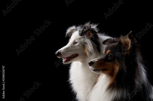 Photography Two Shelti dogs are captured in profile against a black background, their fur illuminated by soft lighting