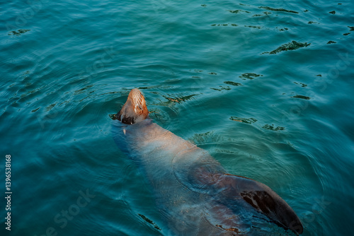  sea inhabitants and animals.Sea Lions Swimming in Clear Water. sea lion swimming in the water at the zoo.Large aquatic inhabitant.Marine fauna.