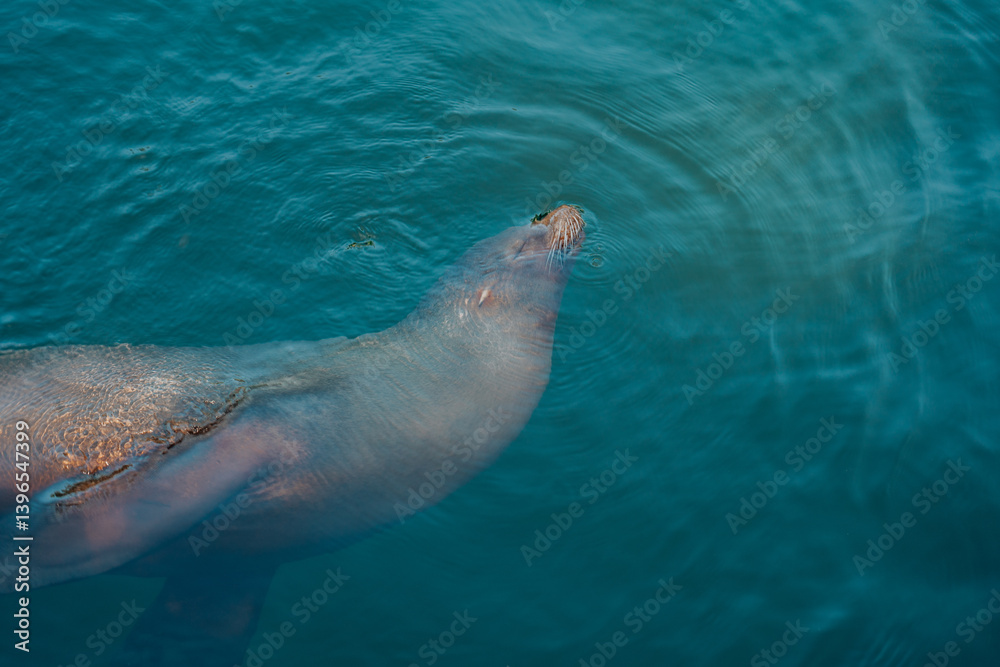 Obraz premium Sea lion close up underwater.funny sea lion swimming in a water at the zoo.Cute seal swims relaxed in the water.