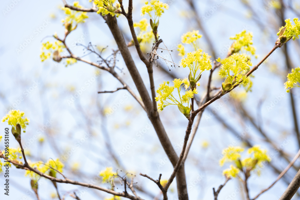 Maple Tree Blooming with Delicate Yellow Flowers Maple Tree Blooming with Delicate Yellow Flowers