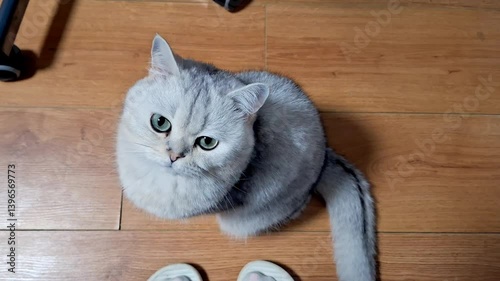 Curious gray cat gazing upward on wooden floor with minimal background movement
