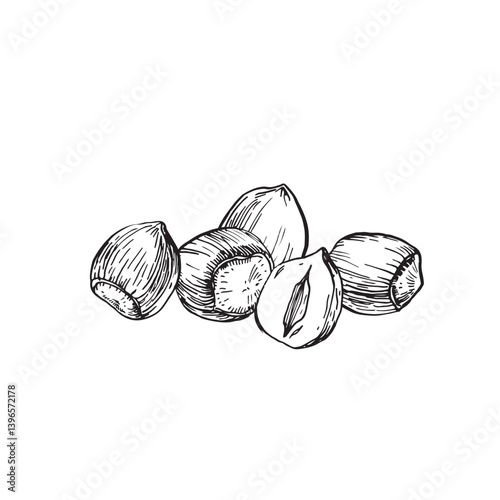Hazelnuts hand drawn ink vector illustration. Whole and cut hazelnut kernels and nuts in shell. Template for label design