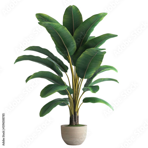 Wallpaper Mural plant in a pot isolated on transparent background png
 Torontodigital.ca