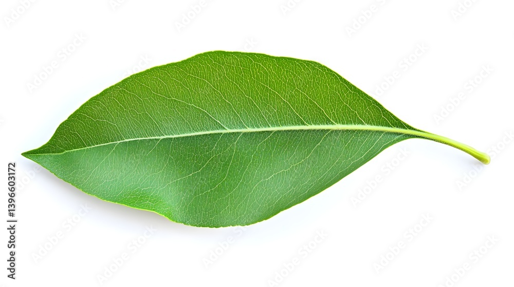 Fototapeta premium Green Leaf Isolated on White Background for Organic Designs
