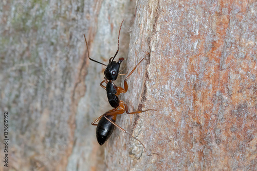 Camponotus consobrinus - ant ascending bark surface photo