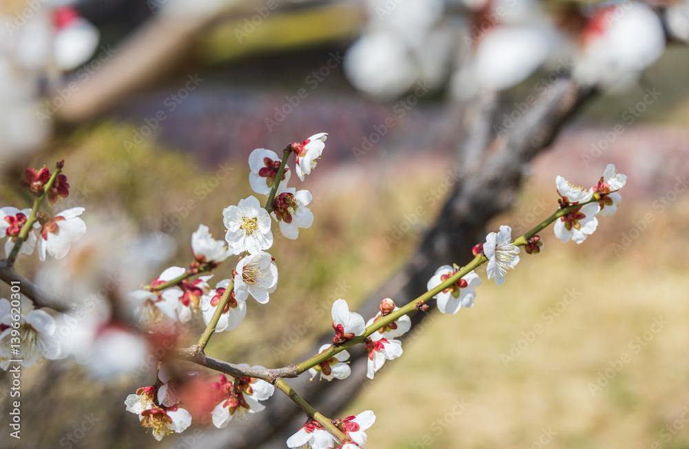In early spring, white plum blossoms bloom. prunus mume