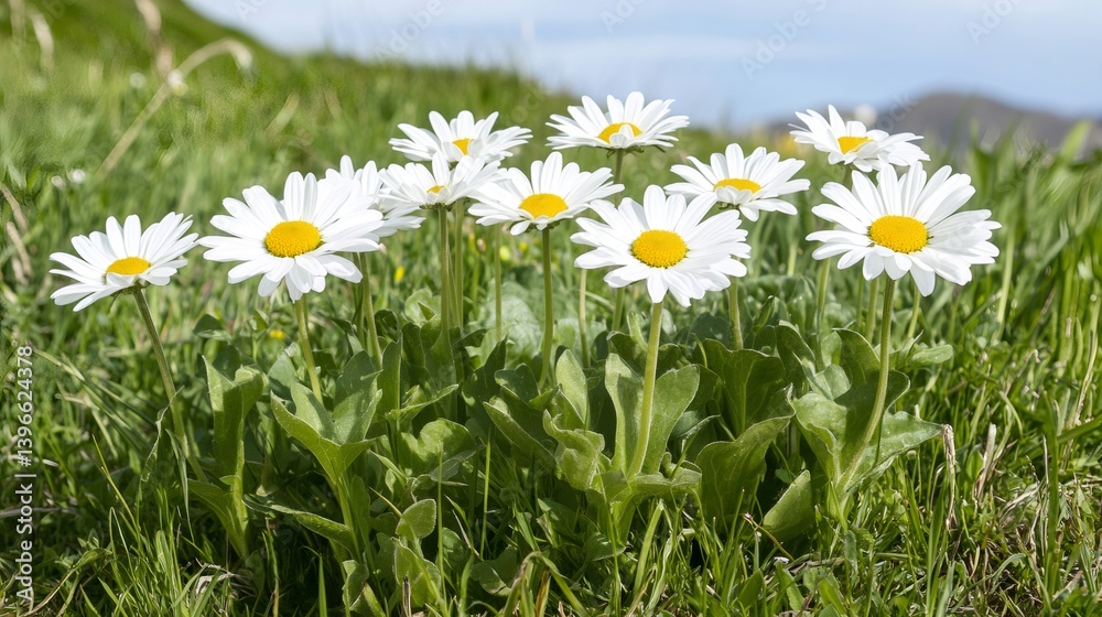 Daisies growing in green grass under blue sky Daisies growing in green grass under blue sky