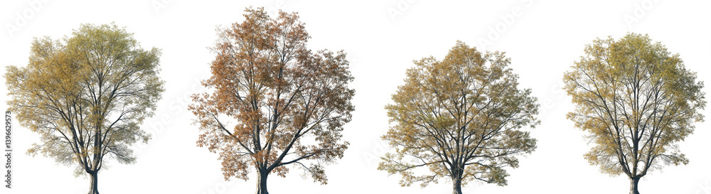 Set of autumn 4 Quercus phellos (the willow oak) trees isolated png on a transparent background perfectly cutout Set of autumn 4 Quercus phellos (the willow oak) trees isolated png on a transparent background perfectly cutout