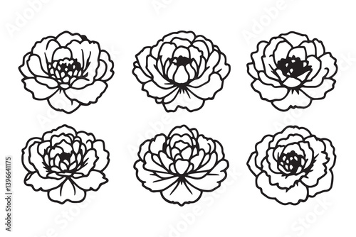 Peony line art illustration