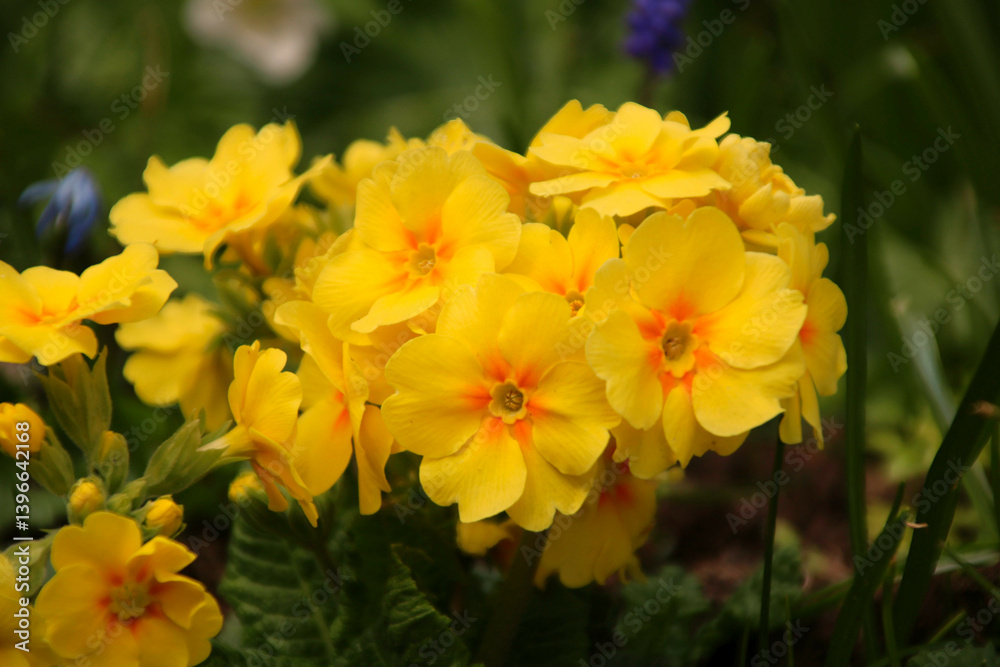 Echte Schlüsselblume, Wiesenprimel
Primula veris Echte Schlüsselblume, Wiesenprimel
Primula veris
