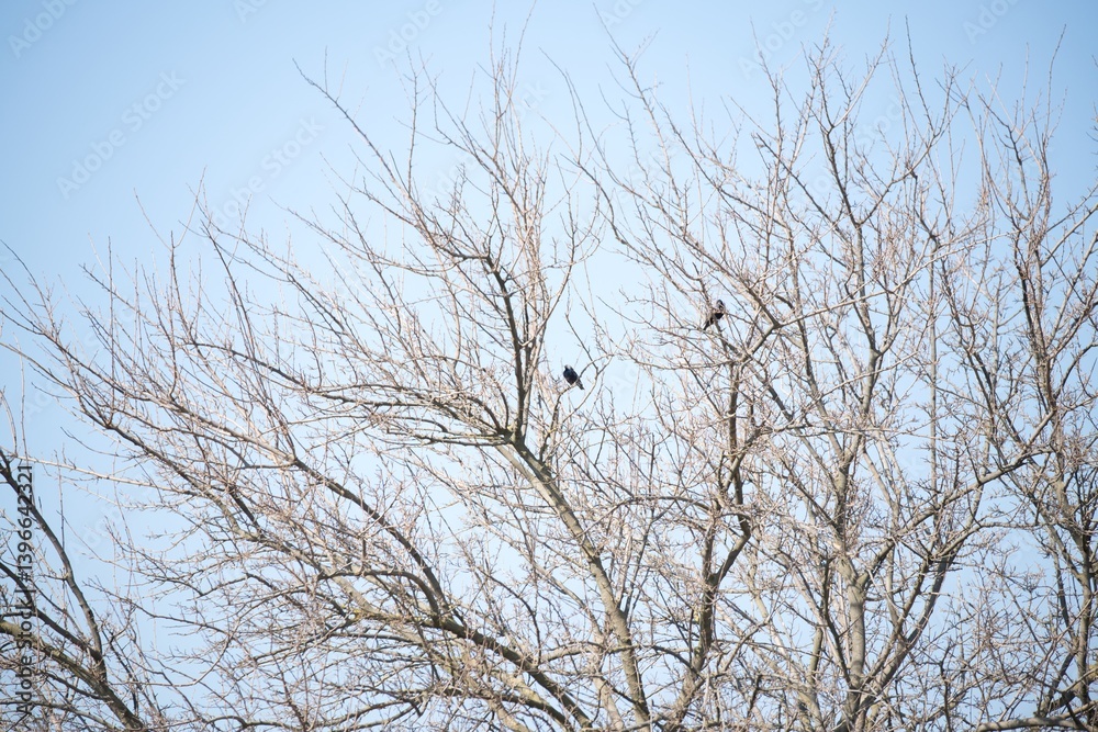 Starlings Perched on Bare Tree Branches Against Clear Blue Sky Starlings Perched on Bare Tree Branches Against Clear Blue Sky