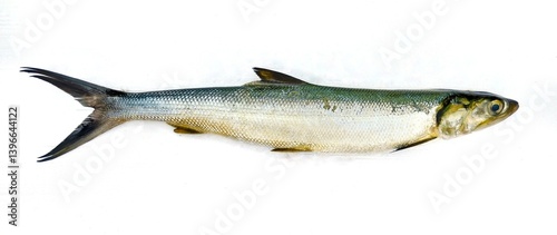 milkfish on white background