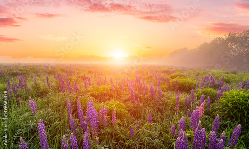 Fototapeta Naklejka Na Ścianę i Meble -  Majestic lupines field bathed in vibrant sunrise glow. A tranquil countryside scene for dreamy landscape background. Serene nature escape or ethereal spring greetings.
