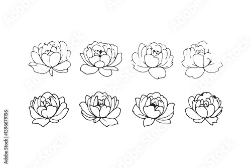 Peony line art illustration