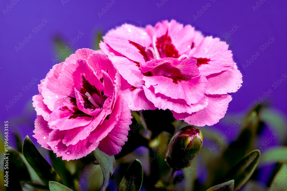 Pink Carnations with Dew Drops on purple Background