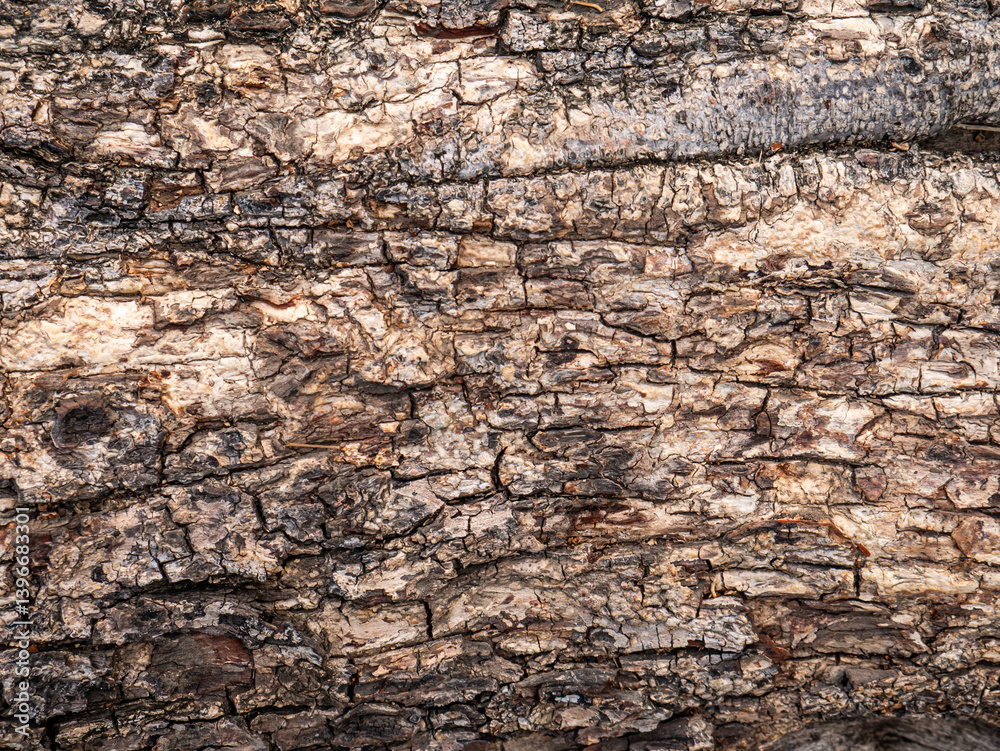 Bark of old tree skin. Abstract background and texture for design. Bark of old tree skin. Abstract background and texture for design.