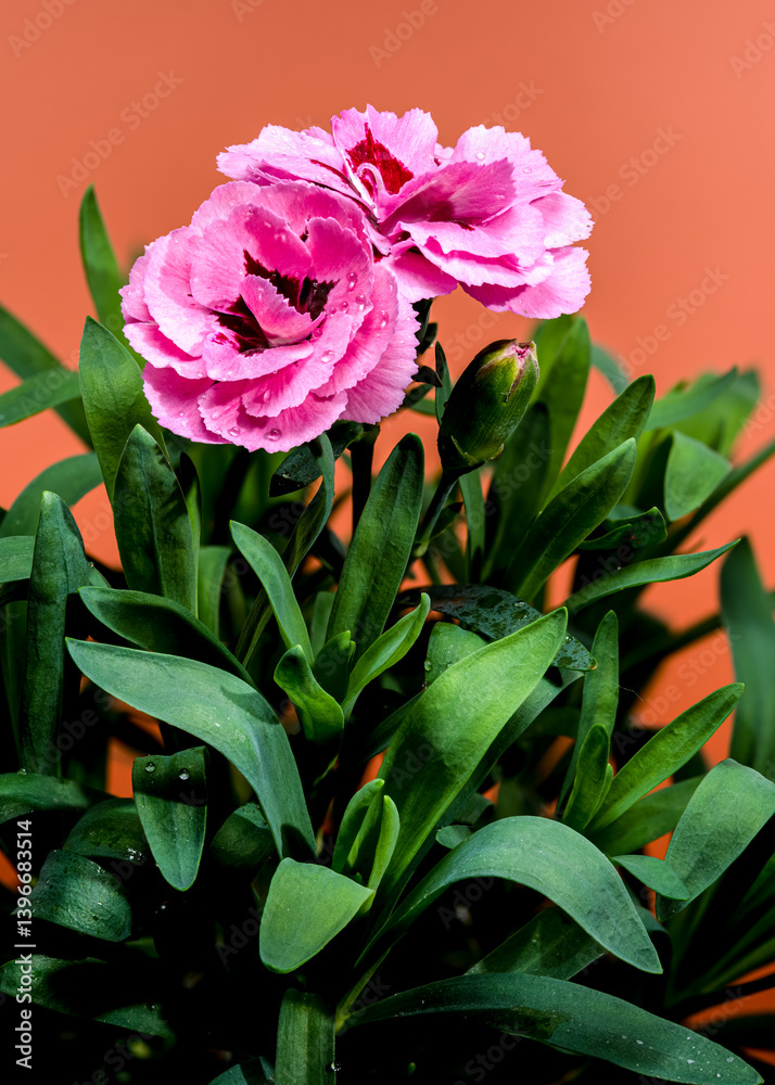 Pink Carnations with Dew Drops on Orange Background