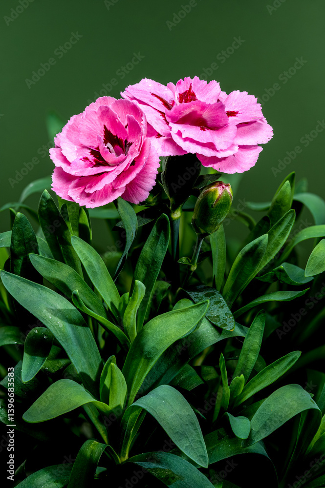 Pink Carnations with Dew Drops on green Background
