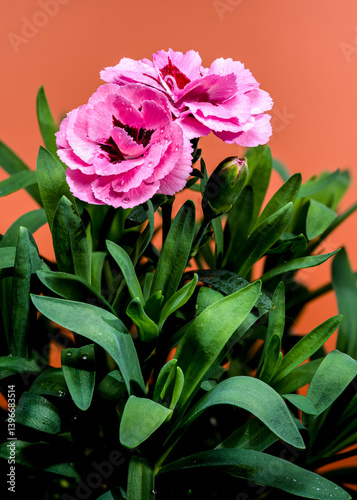 Obraz na płótnie Pink Carnations with Dew Drops on Orange Background w salonie