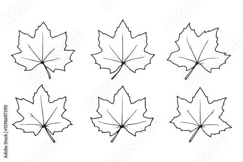 Sycamore Leaf line art illustration