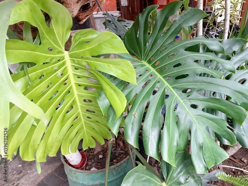 Monstera deliciosa plant. This plant has leaves which are large, glossy, and heart shaped, develop characteristic holes and splits as they mature, giving it the nickname Swiss cheese plant