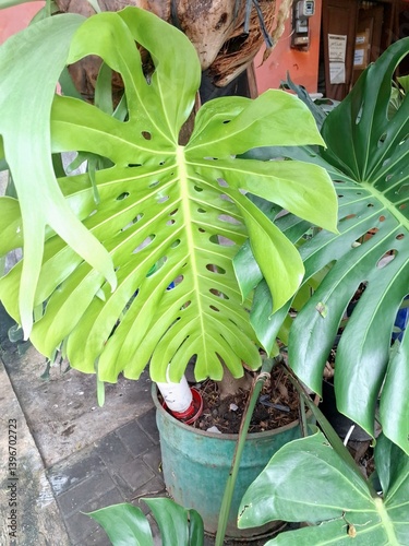 Monstera deliciosa plant. This plant has leaves which are large, glossy, and heart shaped, develop characteristic holes and splits as they mature, giving it the nickname Swiss cheese plant
