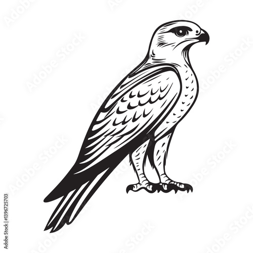 Sooty Falcon Image Vector. Standing Falcon Stock Illustration on white background.